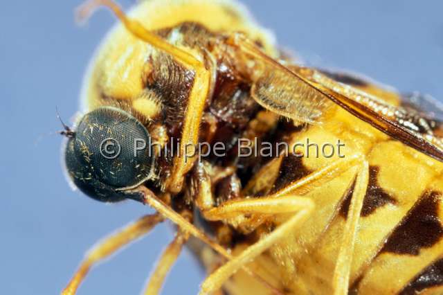 cyrtus gibbus.JPG - Cyrtus gibbus (Portrait)Mouche AcrocérideFlat FlyDiptera, AcroceridaeFrance